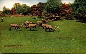 New York Zoological Park Part Of Elk Herd