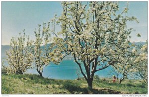 Okanagan Lake, Spring Blossoms, PENTICTON, British Columbia, Canada, 40-60´s