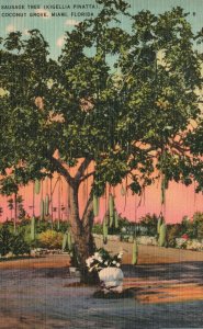 Vintage Postcard 1930s Sausage Tree Kigellia Pinatta Coconut Grove Miami Florida