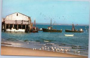 Gulls, Boats, Town Wharf - Cape Cod