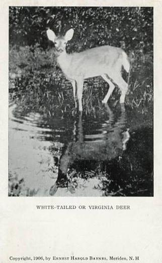 A White-Tailed or Virginia Deer