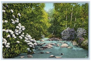c1939 Great Smoky Mountain National Park Mountain Laurel Tennessee TN Postcard