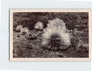 Postcard Silverswords, Hawaii