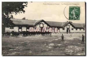 Old Postcard Horse Riding Equestrian Farm Equine Suippes Horses in the course