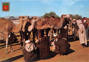 BR15547 Mercado de camellons camel chameaux  morocco  africa