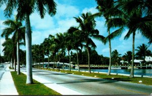 Florida Fort Lauderdale Royal Palms Along Las Olas Boulevard