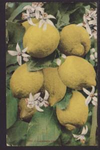California Lemons Postcard 