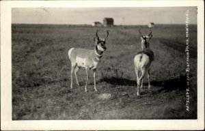 WAINWRIGHT ALBERTA Antelope in Buffalo Park REAL PHOTO Old Postcard