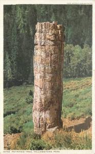 C-1910 Detroit Publishing Phostint Petrified Tree Yellowstone Wyoming 9077