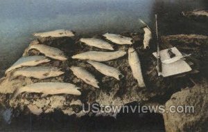 Rainbow Trout - Crater Lake, Oregon OR  