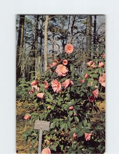 Postcard The Botanical Garden Norfolk Virginia USA