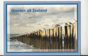 BF29859 zeeland netherland   front/back image