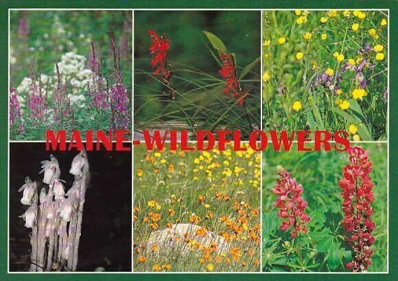 Fire Weed Cardinal Flower Wild Iris Buttercups Indian Pipes Devils Paint And ...