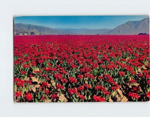 Postcard Largest Poinsettia Field in the World near San Diego California USA