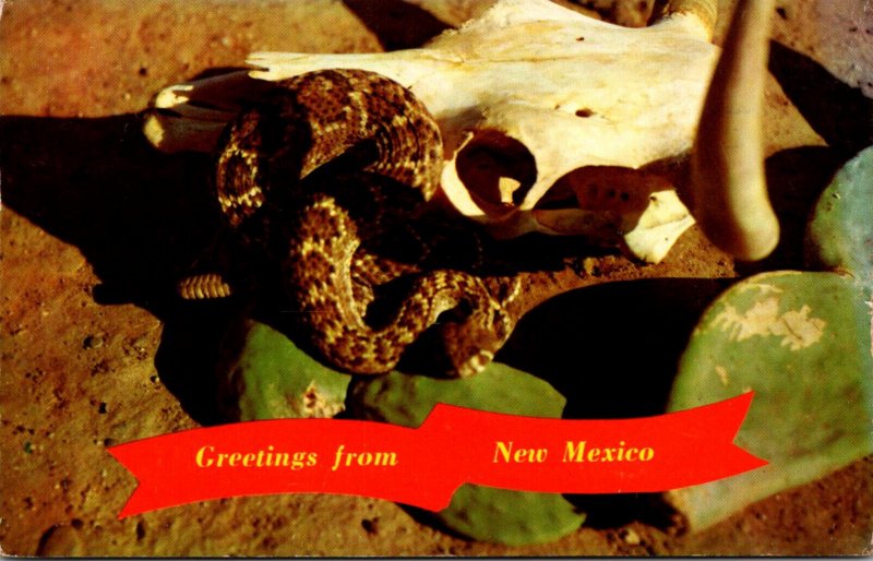 Snakes Diamond Back Rattlesnake Greetings From New Mexico 1961