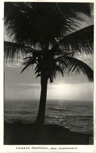 dominican republic, TRUJILLO, Palm Tree during Sunset (1959) RPPC Postcard