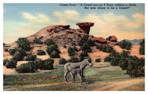 Postcard ANIMAL SCENE Santa Fe New Mexico NM AR6450