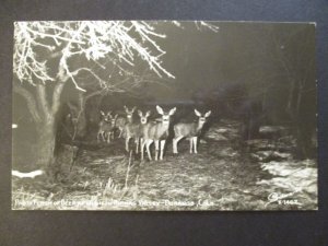 Mint Vintage Flash of Deer Durango Colorado Real Picture Postcard