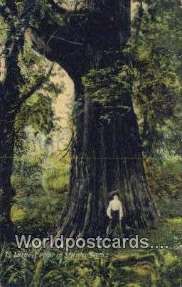 Large Cedar, Stanley Park Vancouver British Columbia, Canada 1908 