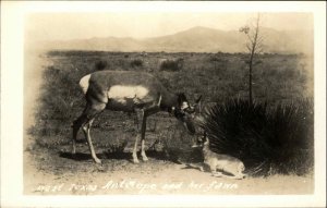 Texas Antelope and her Fawn Real Photo Vintage Postcard