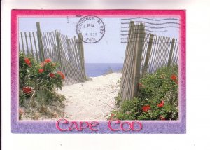 Flowers at Opening to Beach Walk, Cape Cod, Massachusetts, Used 2001