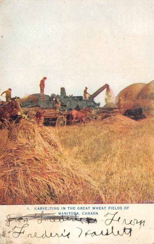 Harvesting Great Wheat Fields Of Manitoba, Canada Farming Tractor 1910s Postcard