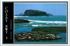 M-90119 Harbor Seals Goat Rock Park Coast Highway 1 California USA