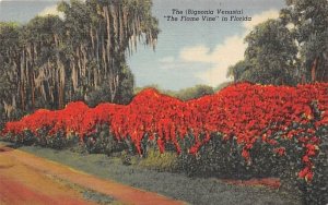 The (Bignonia Venusta) The Flame Vine Misc, Florida  