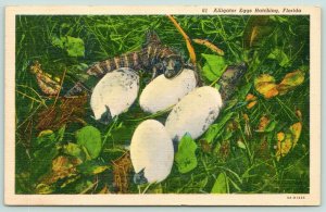 Florida~Alligator Eggs Hatching~Baby Alligators in Grass~1943 Postcard