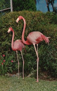 Vintage Postcard 1961 Flamingos At Allen's Reptile Inst. Silver Springs Florida