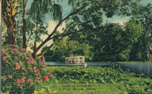 USA Looking Over Water Hyacinths Silver Springs Florida Linen Postcard 03.58