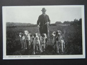 Hampshire GROUP OF NEW FOREST DEERHOUNDS  c1976 Reproduction Postcard