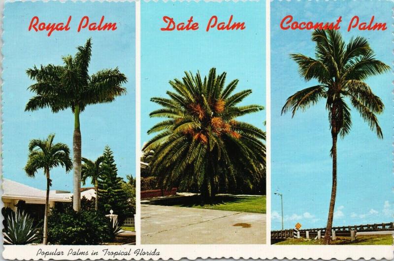 Popular Palms in Florida FL Fla Trees Multiview c1978 Postcard D57