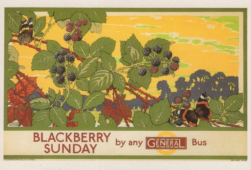 Blackberry Sunday 1920s London Transport Bus Advertising Postcard