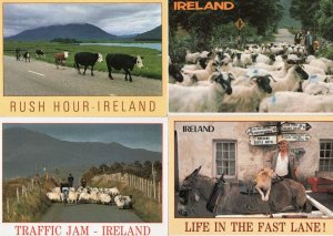 Irish Sheep Traffic Jam Dog Piggy Back 4x Ireland Comic Postcard s