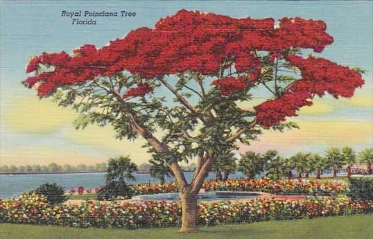 Royal Poincioana Tree Florida Curteiclh