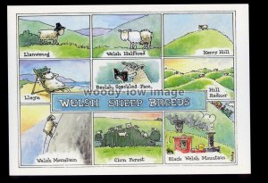 BES104 - Welsh Sheep breeds - Besley comic postcard