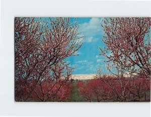 Postcard Springtime In The Walla Walla Area, Milton-Freewater, Oregon