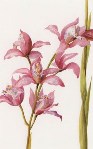 Cymbidium Alexanderi Lilian Snelling WW1 Flower Painting Postcard