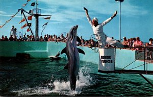 Dolphins Porpoises At Feeding Time Marine Studios Marineland Of Florida