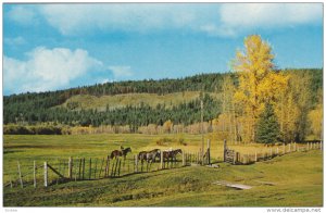 Horses, Cariboo Ranch, WILLIAMS LAKE, British Columbia, Canada, 40-60's