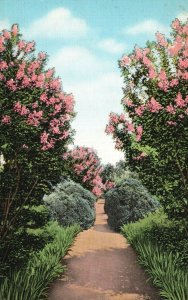 Vintage Postcard Garden When Crepe Myrtle Is In Bloom At Hermitage Nashville TN