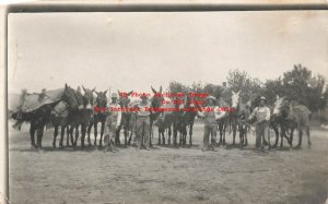 Unknown Location, RPPC, Farmers & Work Horses Posing in Field, Photo