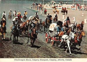 BR99270 chuckwagon races calgary stampede alberta  canada