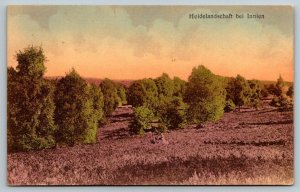 Germany  German Heidelandschaft Bei Innien  Postcard