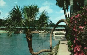 Vintage Postcard 1965 Lucky Palm at Silver Springs Florida Glass Bottom Boats