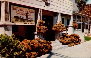 Florida Key West Natural Florida Sponge Company Shop