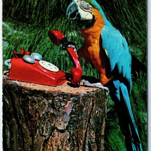 c1960s Miami Beach FL Parrot Jungle Bird Cage MAC Talking Bird Rotary Phone A230