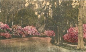 Postcard South Carolina Charleston Lake Magnolia Gardens Albertype 23-8054