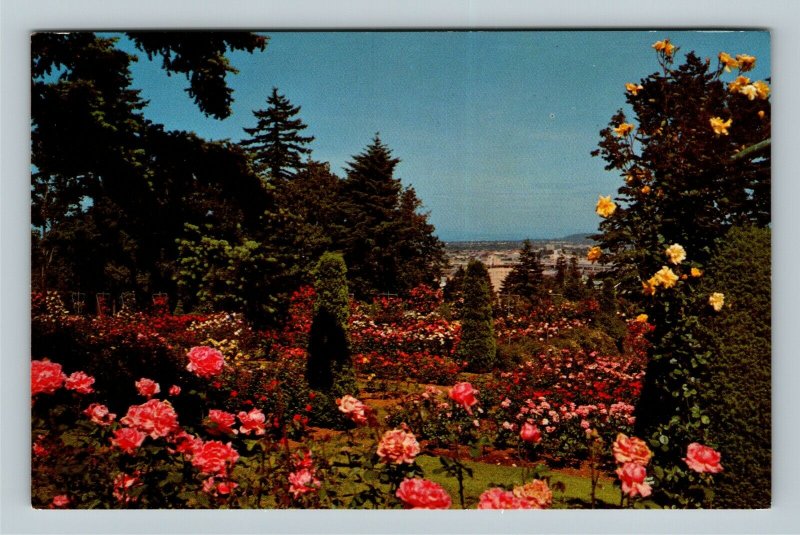 Portland OR, International Rose Test Gardens, Chrome Oregon Postcard